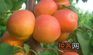 甘甜的意思 甘甜简单释义