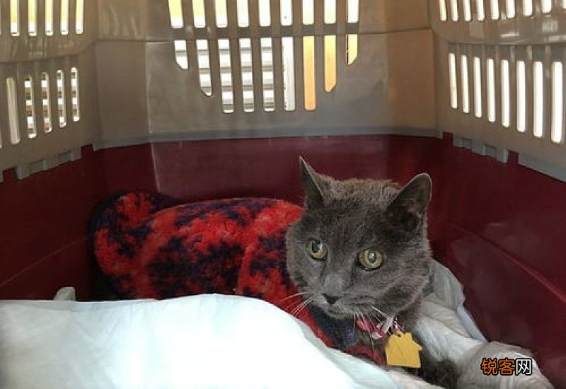 猫咪绝育后跑来跑去