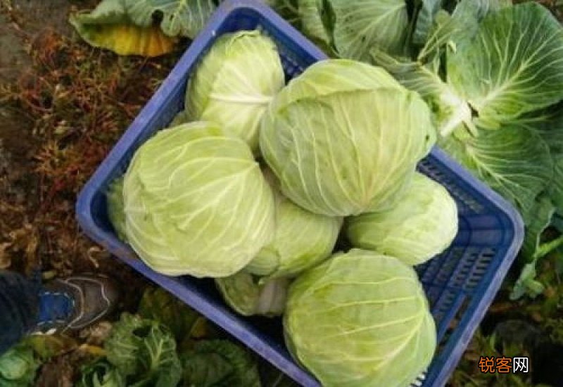 甘蓝菜的营养价值有哪些 紫甘蓝的营养食谱有哪些