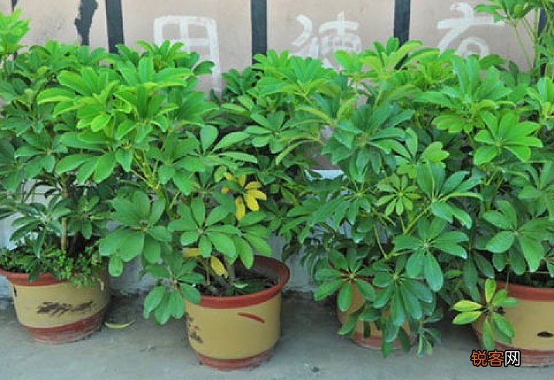 鸭掌木怎么浇水
