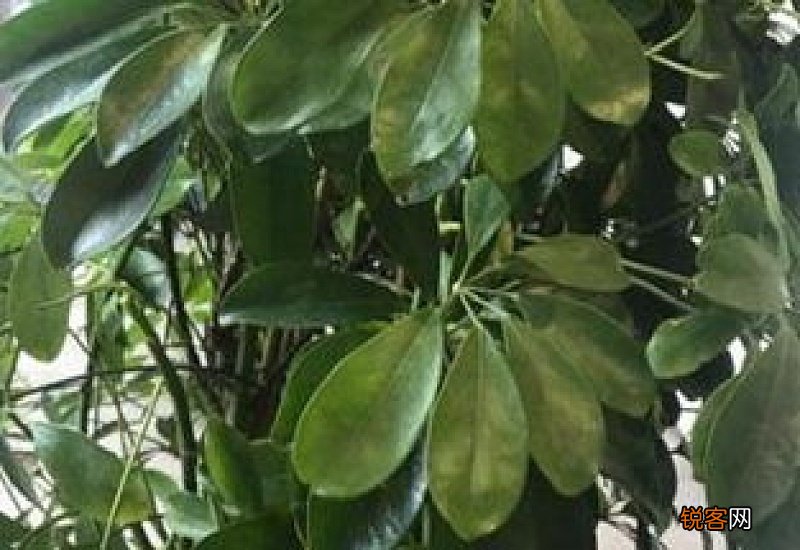 招财树能剪枝吗