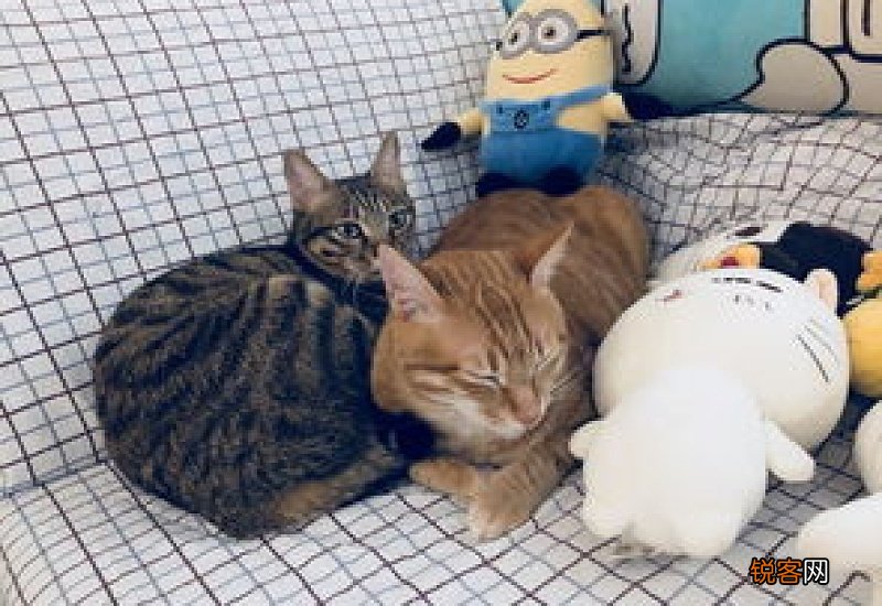 刚出生的小奶猫怎么喂养