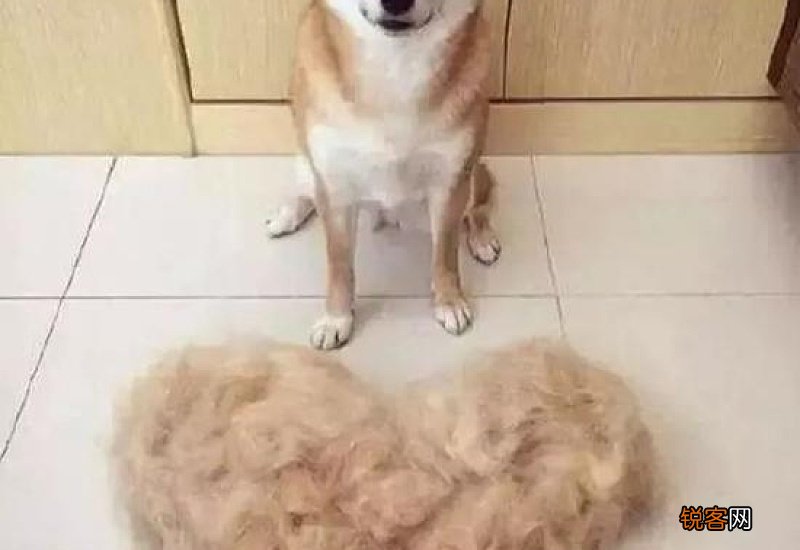 狗掉毛是怎么回事?该怎么补救呢?