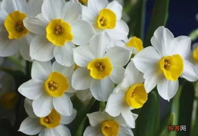 水仙花部位介绍