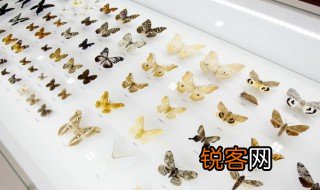 关于昆虫记的资料 昆虫记的简介
