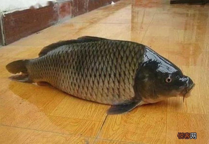 玉米面打窝钓什么鱼