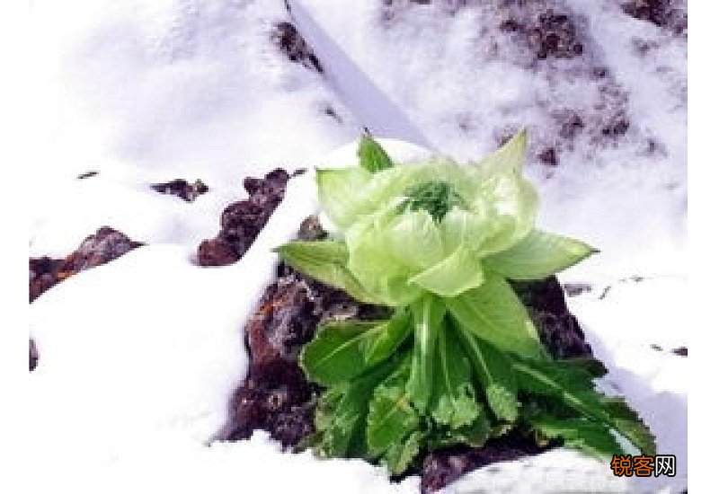 雪莲是什么样子的