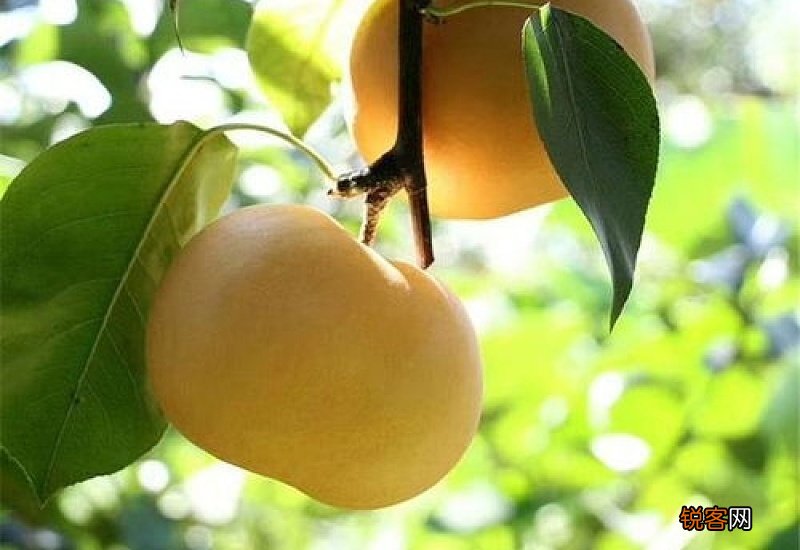 秋月梨品种介绍