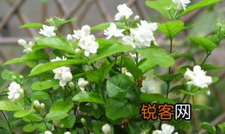 关于茉莉的资料 茉莉的介绍