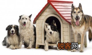 关于小狗的资料三年级 关于小狗的资料