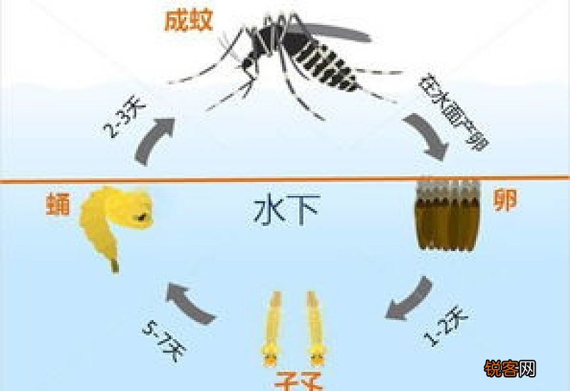 拍蚊子作文10篇