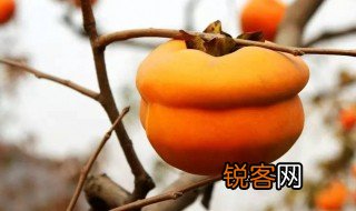 关于柿子的资料 柿子简介
