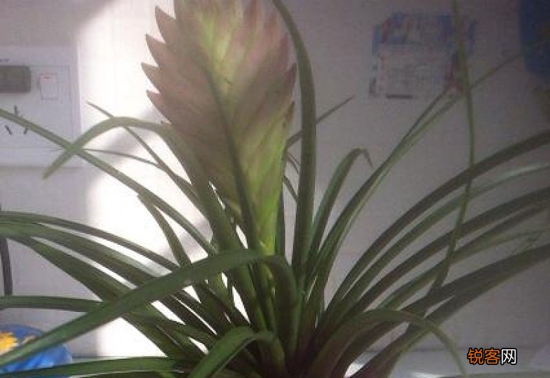 宝莲灯花多长时间浇一次水