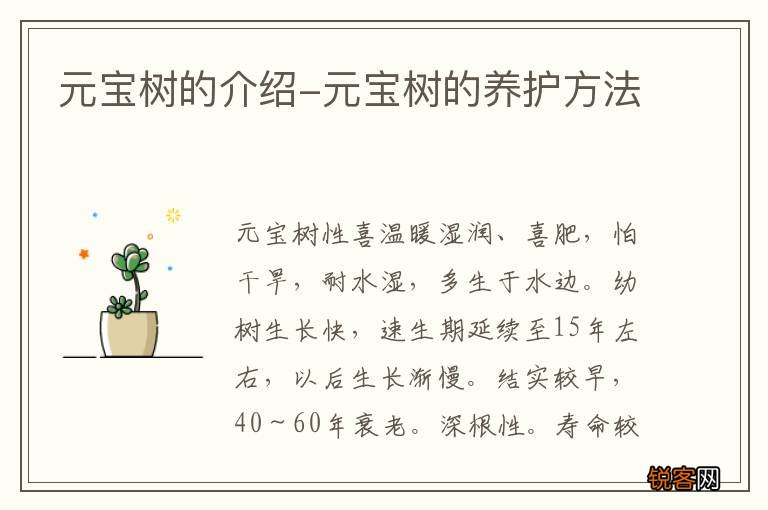 元宝树的介绍-元宝树的养护方法