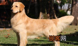 关于金毛的资料 金毛寻回犬的资料