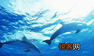 关于海洋动物的资料 关于海洋动物的资料简介