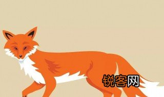 关于狐狸资料 关于狐狸资料简介