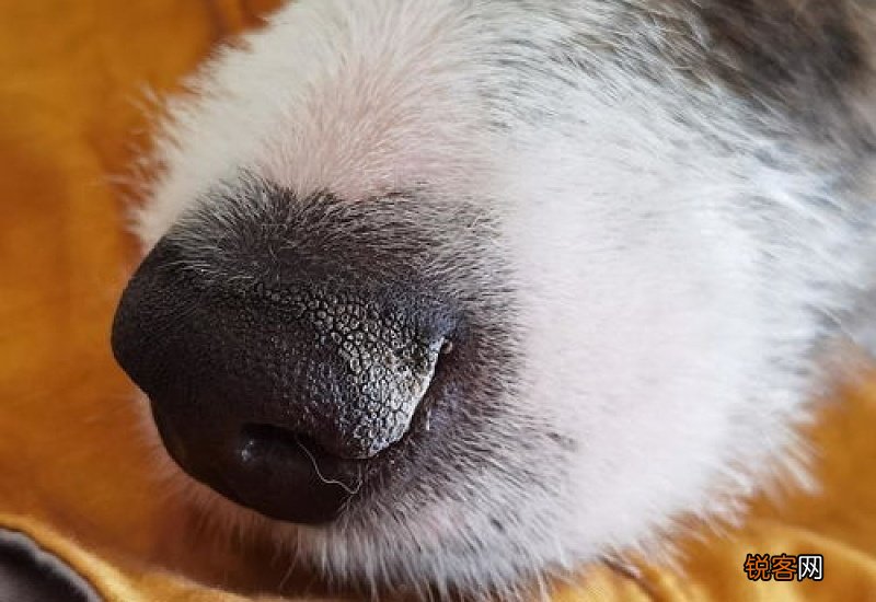 狗狗鼻子头干怎么办