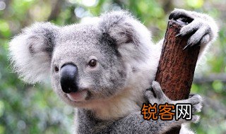 关于考拉的资料 考拉的简介