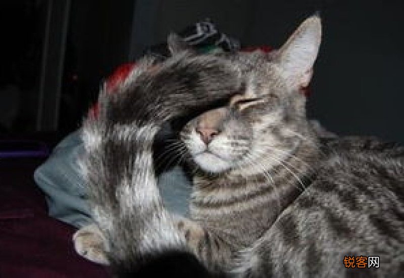 猫躺着尾巴拍地