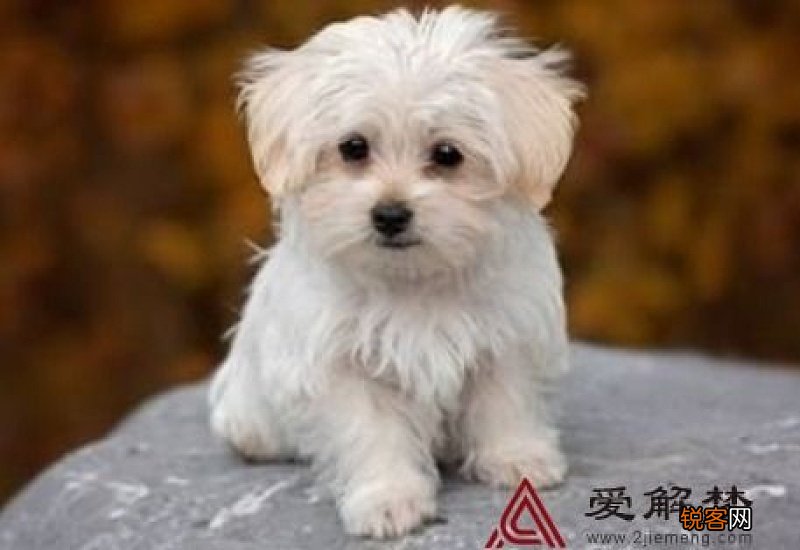 做梦梦见狗丢了是什么意思