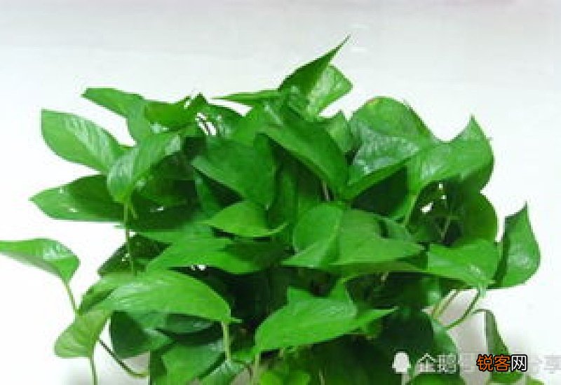 水苔能和土混合养花吗