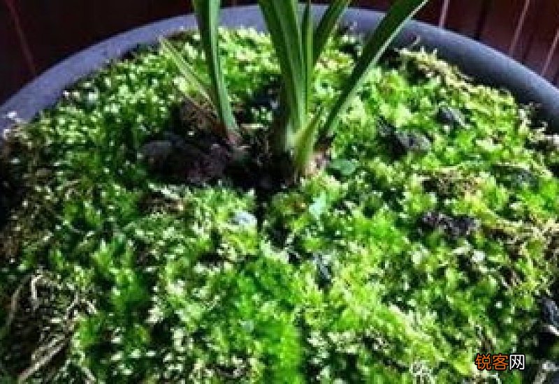 用水苔养花有什么好处