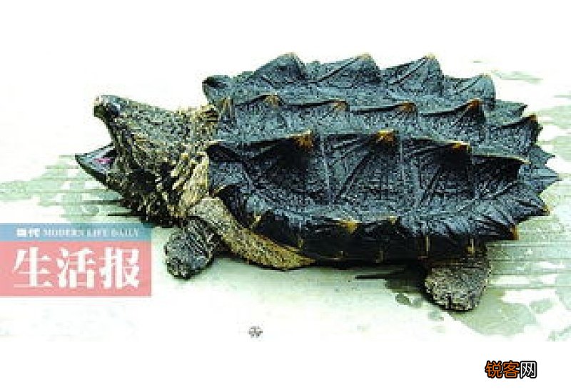 大鳄龟可以深水养吗