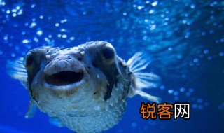关于河豚的资料 关于河豚的资料简介