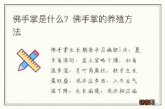 佛手掌是什么？佛手掌的养殖方法