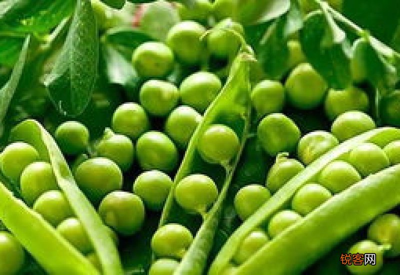 什么时间种豌豆怎么种