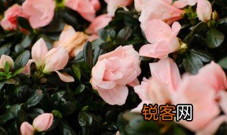 关于杜鹃花的资料 有关杜鹃花的简介