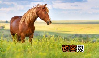 关于马的资料 马的资料介绍