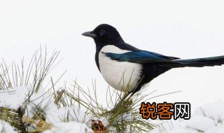 关于喜鹊的资料 关于喜鹊的资料简介