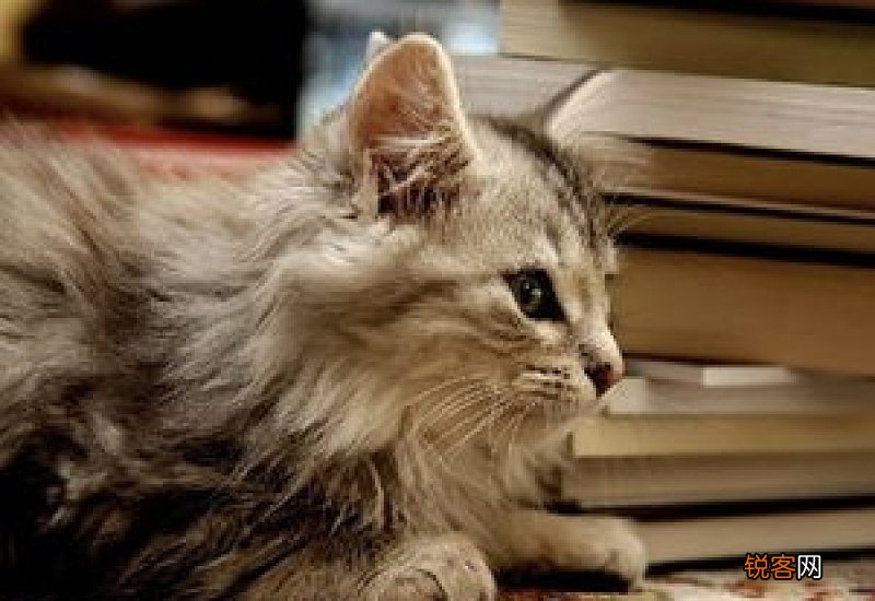 一个多月的小猫喂什么