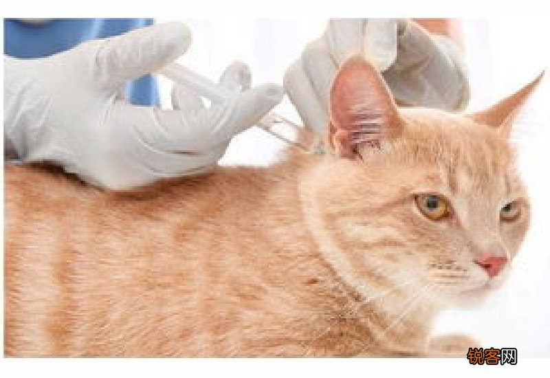 猫咪打完妙三多后嗜睡正常吗
