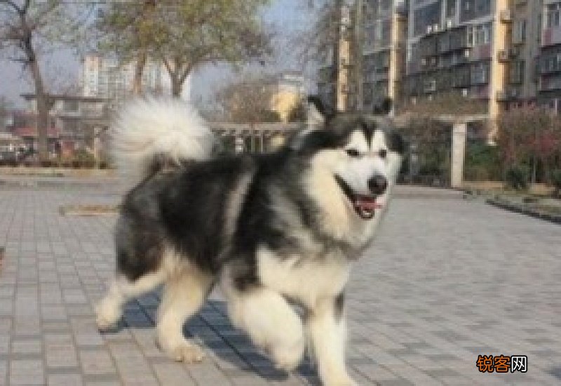 阿拉斯加走路后腿无力
