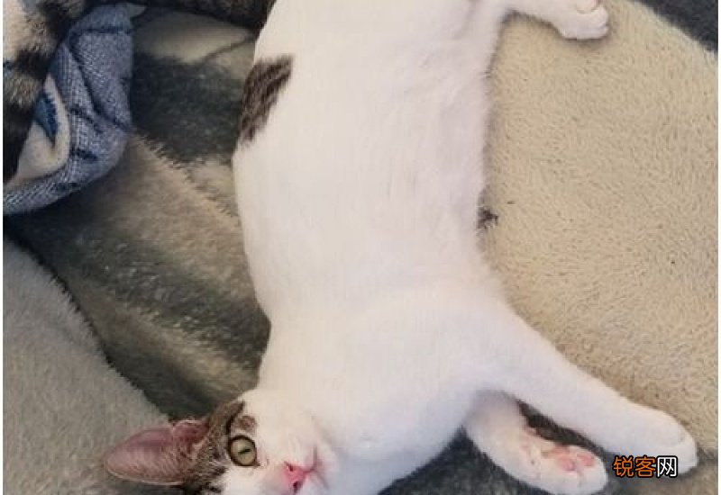 猫传腹和猫粮有关系吗