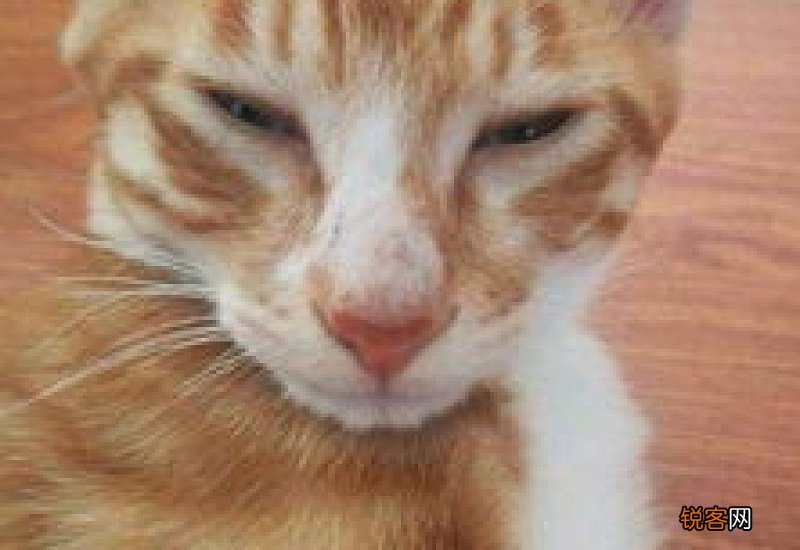一个月小奶猫怎么养活