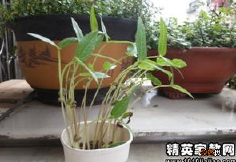 绿豆发芽观察日记25篇