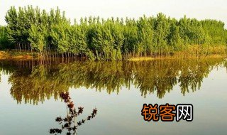 关于湿地的资料 湿地是什么