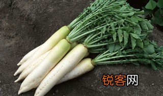 关于萝卜的资料 关于萝卜的资料介绍