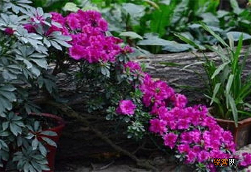 比利时杜鹃花怎么养