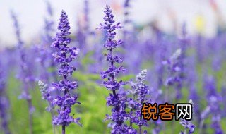 关于薰衣草的资料 关于薰衣草的资料介绍