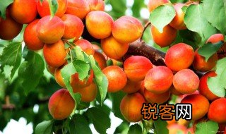 梅子黄了是什么季节 梅子黄的时候是什么季节