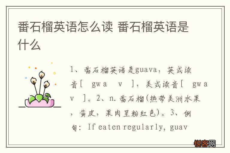 番石榴英语怎么读 番石榴英语是什么