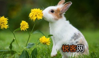 关于养兔子的资料 关于养兔子的介绍