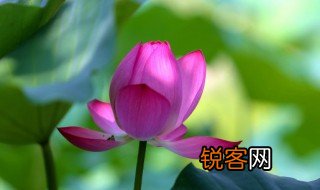 关于荷花的资料50字 关于荷花的内容50字