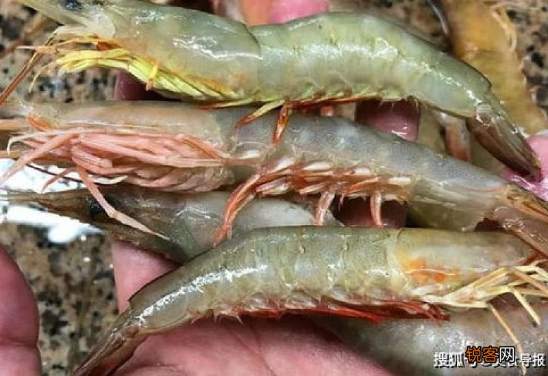 麻虾是什么虾