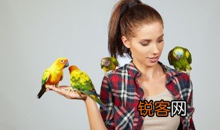 关于鸟类的资料 有关鸟类的介绍